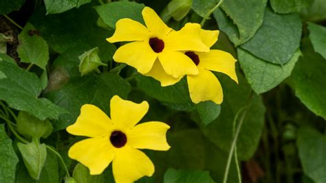 Best Flowering Vine Plants | Pinder's Nursery | Blog