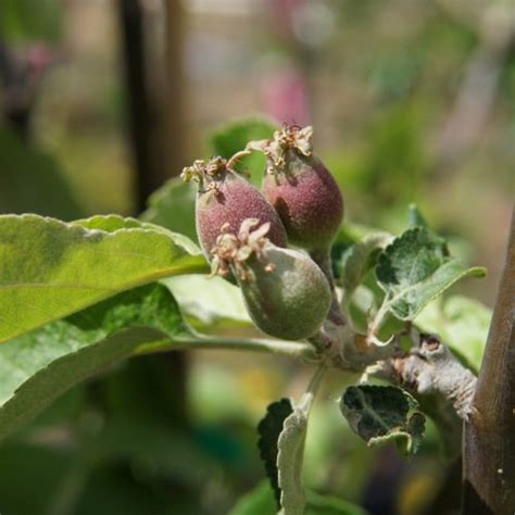 Sutherland Caragana Kiwi Nurseries Ltd