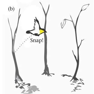 Warum hungrige Mäuse Sex dem Fressen vorziehen VET MAGAZIN