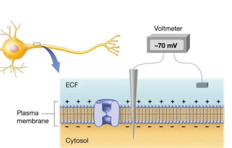 electrophysiology of neurons Flashcards | Quizlet