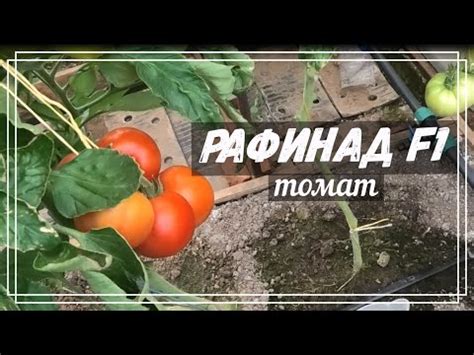 🍅 Томат Рафинад F1 - YouTube