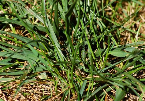 How To Get Rid Of Tall Fescue Grass