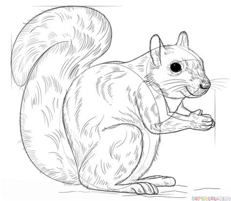 How to Draw a Squirrel | Step by step Drawing tutorials