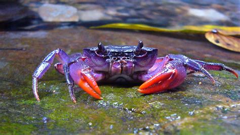 Pictures: New Purple Crab Species Found