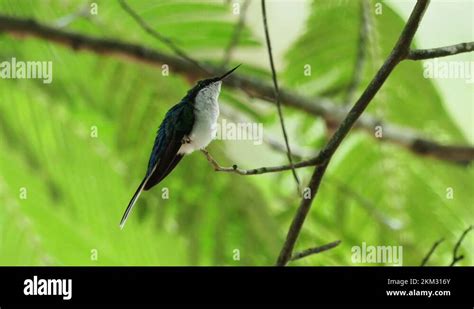 Purple Crowned Fairy Hummingbird Stock Videos Footage Hd And K