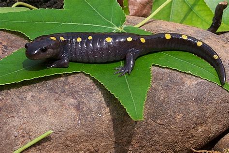 Yellow Spotted Salamander Facts, Habitat, Diet, Life Cycle, Baby, Pictures