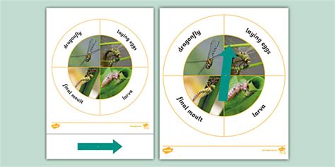 Dragonfly Life Stages Spinner Profesor Hizo Twinkl