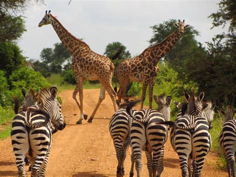 Los Mejores Safaris De Frica