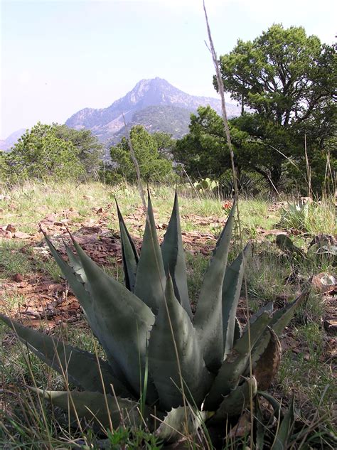 Agave havardiana - Hardy Agave Samen