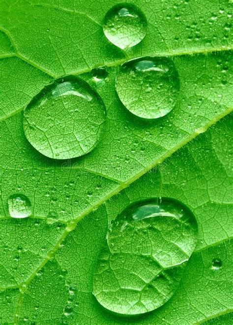 Redbud Leaf with Water Drops Macro Photography