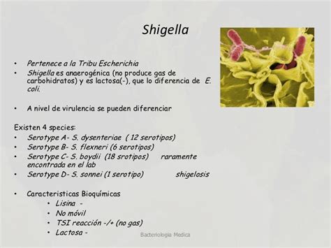 Shigellas