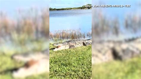 ‘Croczilla’: Massive crocodile spotted in Florida Everglades | WFLA