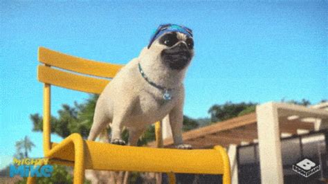 Pug Gif - IceGif