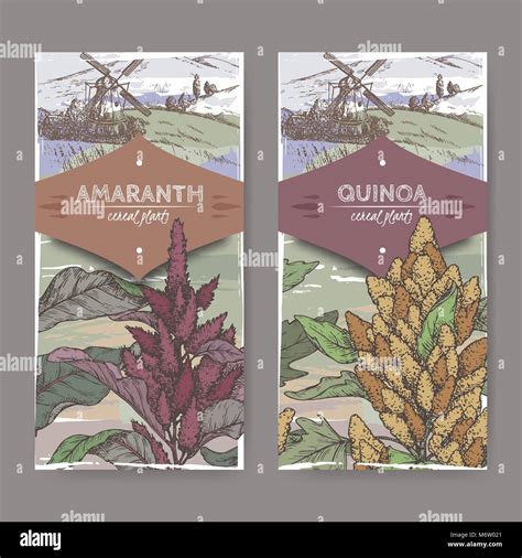 Amaranth Stock Vector Images Alamy