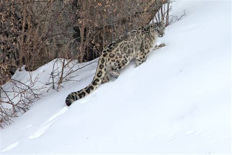 Snow Leopard Special - Ladakh Birding Tours - India - Birdquest