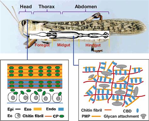 1 Morphological Diagram Of A Grasshopper To Locate The Integument Body Download Scientific