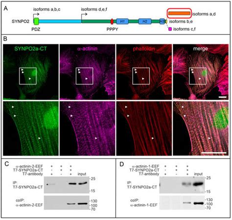 Cells Free Full Text Synaptopodin Isoforms Have Specific Binding