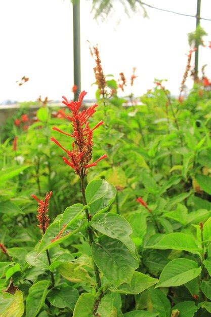 Una Flor Roja Con Hojas Verdes Y Un Tallo Negro Con Flores Rojas