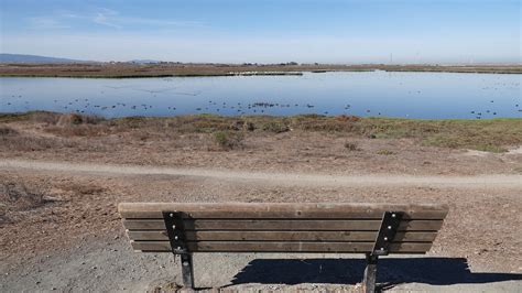 Palo Alto Baylands Winter Charleston Slough And Adobe Creek — Santa