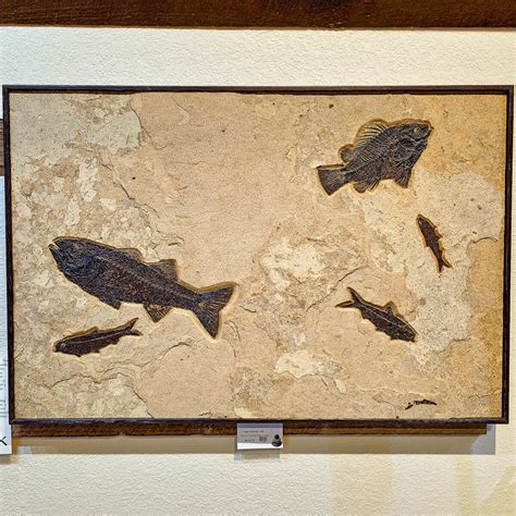 Green River Fossil Mural Six – Pezrok: Nature's Artistry