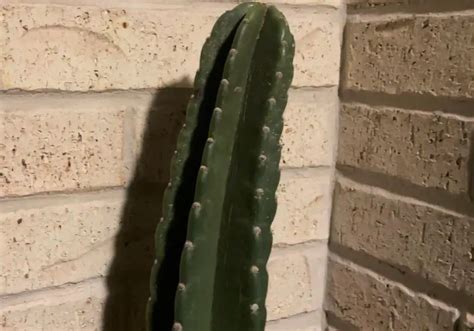 How To Get Rid Of Scale Insects On Cactus Garden Knocks