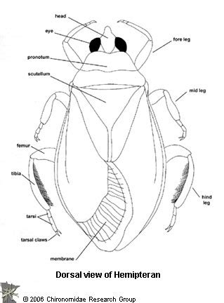 Order: Hemiptera | Chironomidae Research Group