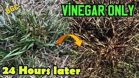 How To Make Homemade Natural Weed Killer For Lawn And Garden With Vinegar Youtube