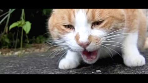 Ginger Cat Eating In Slow Motion Youtube