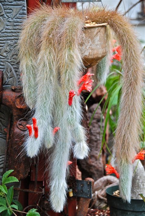 Monkey Tail Cactus Flower Plants Garden Planting 25 Seeds | Etsy