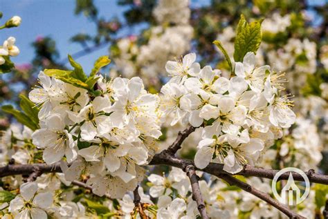 Prunus Domestica Opal Pruim Boomkwekerijen M Van Den Oever Zonen