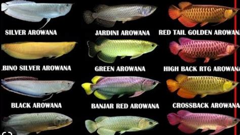 Arowana Types Of Arowana Fish Arowana Species Asian Arowana