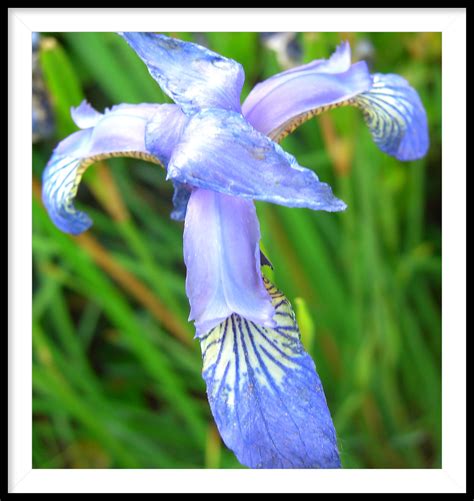 Blue Iris Iris Spuria Is A Species Of The Genus Iris Flickr