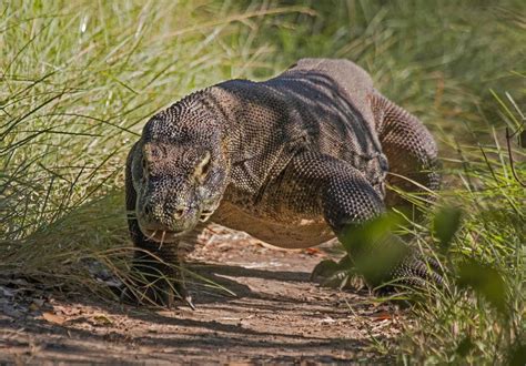 Komodo Dragon — Global Conservation