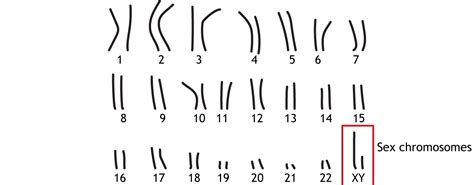 Sexual Differentiation Foundations Of Neuroscience