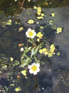 Carolina Fanwort NS Invasive Species Council