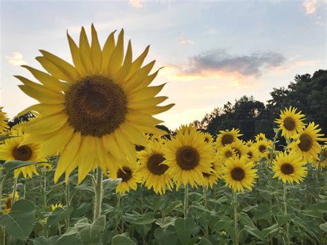 Sunflower field in NC. : r/sunflowers