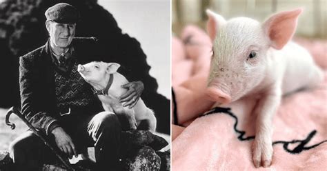 Babe Star James Cromwell Helps Save A Real Piglet From Slaughter