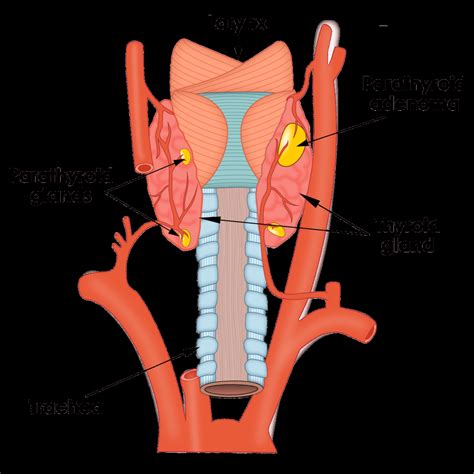 Parathyroid Gland Anatomy