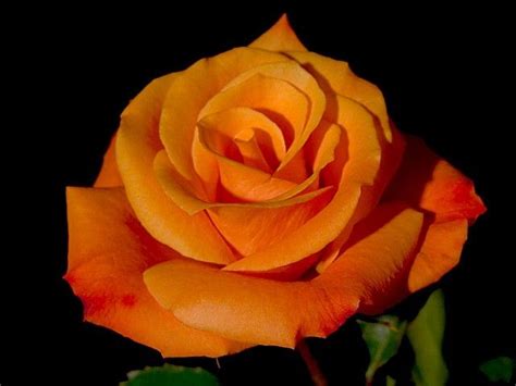 Pin By Hannelore Stock On Orange Flowers Rose Plants