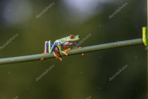 Rana Arbor Cola De Ojos Rojos Agalychnis Callidryas Sentada En El