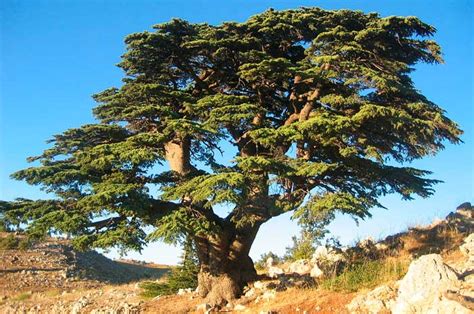 Usos Y Propiedades Del Aceite De Cedro