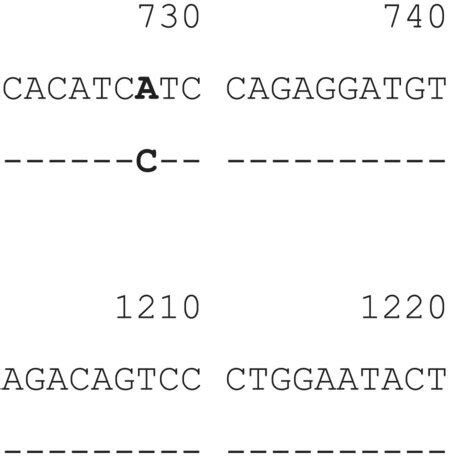 A Alignment Of The Partial Exon 2 Nucleotide Sequence Of HLAB 15 665