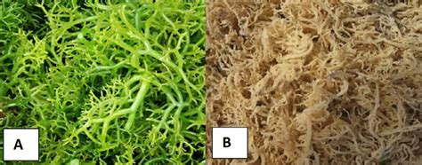 Fresh Seaweed A And Dried Seaweed B Eucheuma Cottonii Download Scientific Diagram