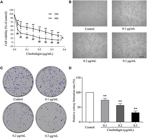 Frontiers Cinobufagin Induces Cell Cycle Arrest At The G M Phase And