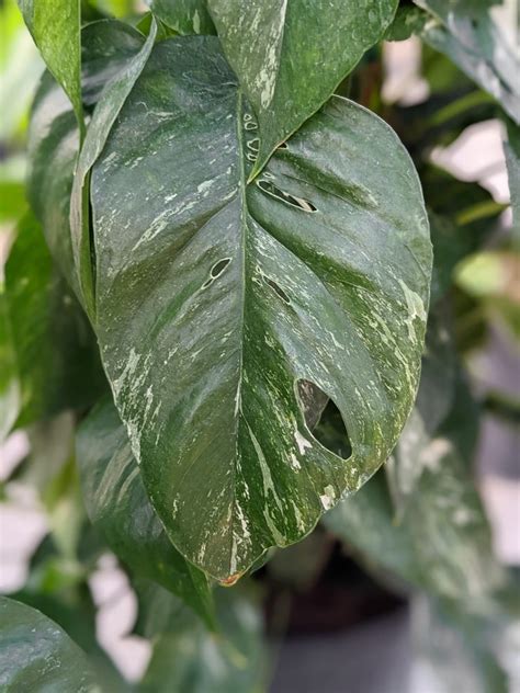 Epipremnum Pinnatum Variegata By Brittany Goldwyn Live Creatively