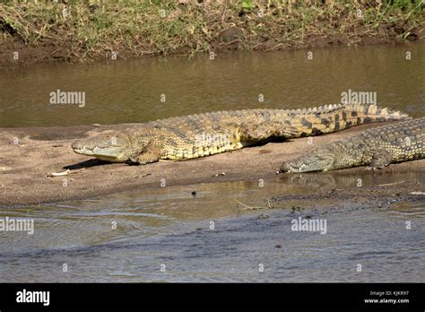 Serengeti National Park Nile Crocodile Crocodylus Niloticus Resting