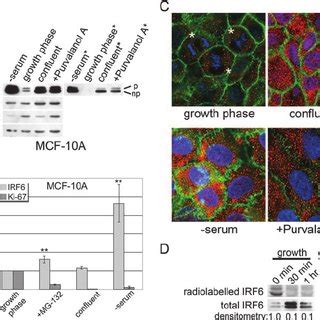 IRF6 Protein Expression And Phosphorylation Are Regulated By The Cell