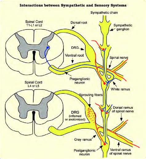 Sympathetic Pathway