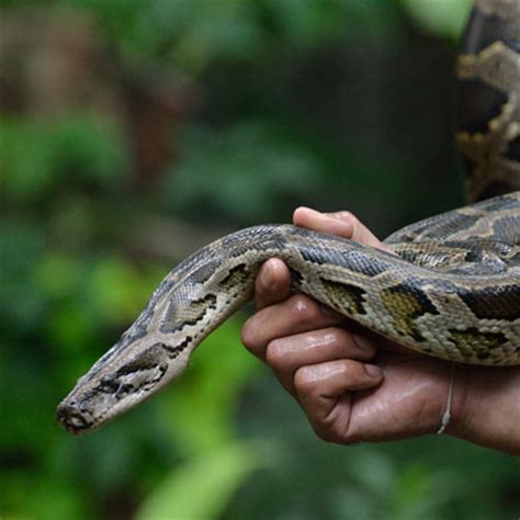 Invasive snakes threaten biodiversity in Florida | Yale Environment Review