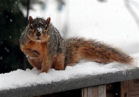 How Wild Animals Cope With Cold Weather - Chimney and Wildlife